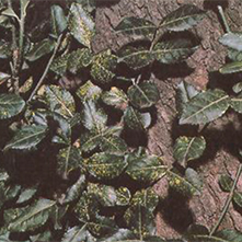  Euonymus Scale