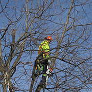 tree care service north york