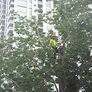 trimming trees