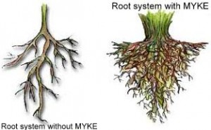 Mycorrhizae benefits for roots