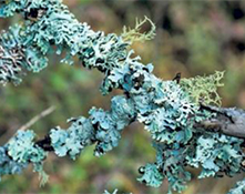 algae, lichen and moss on a tree