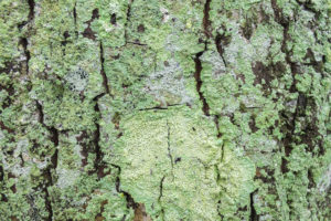algae lichen and moss