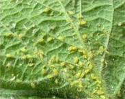 aphids (various)