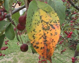apple scab on a leaf