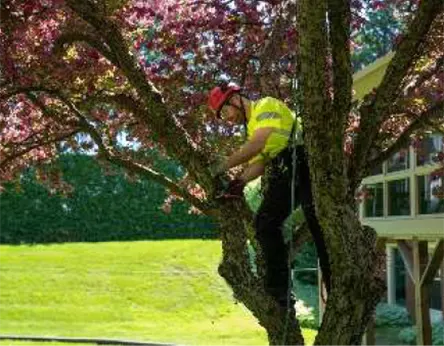 aurora tree pruning and trimming