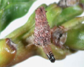 Bagworm (Thyridopteryx ephemeraeformis)