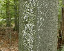 beech bark disease on a tree