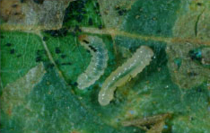 birch tree miner larvae