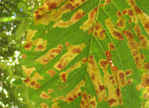 chestnut leaf blotch