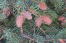 cooley spruce gall adelgid