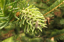 cooley spruce gall adelgid