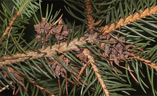 eastern spruce gall adelgid