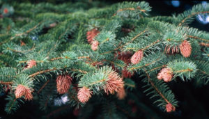eastern spruce gall adelgid
