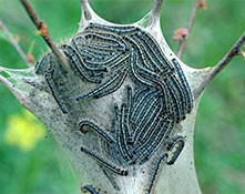 eastern tent caterpillar