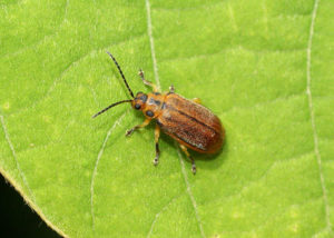 slem leaf beetle