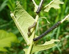 fall cankerworm