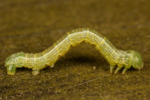 fall canker worm
