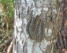 forest tent caterpillar