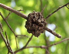 gall nest