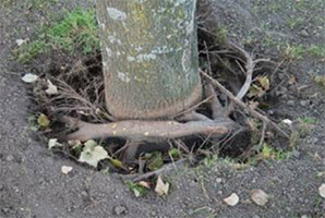 root girdling