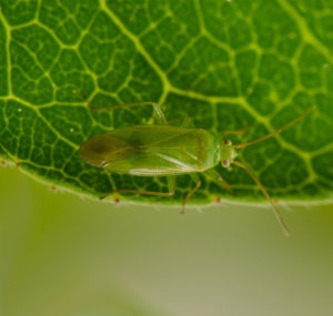 leaf hopper