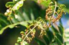 honey locust bug and leafhopper