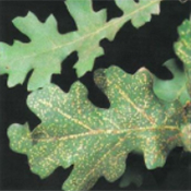 phylloxera on oak