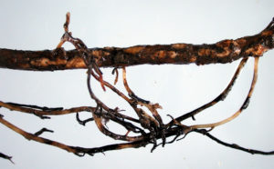 phytophthora root and crown rot