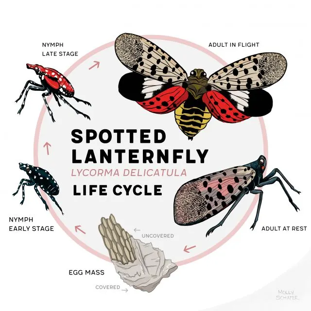 spotted laternfly life cycle