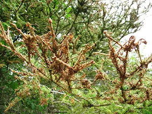 spruce budworm