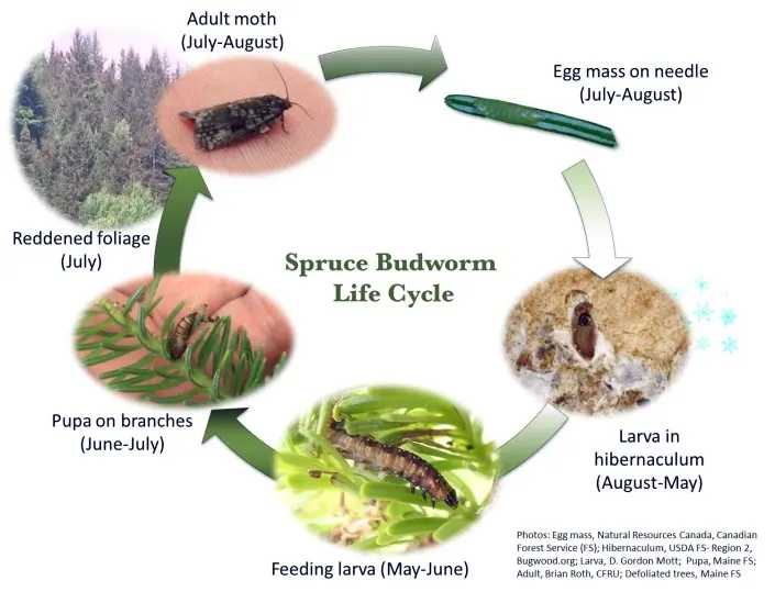 spruce budworm lifecycle