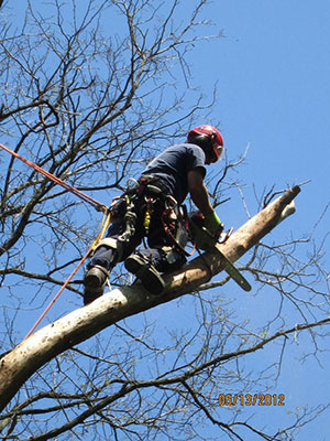 tree removal by four seasons tree care
