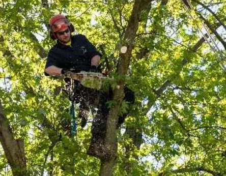 tree pruning and trimming north york