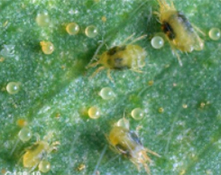 two spotted spider mite