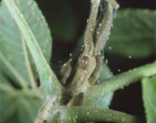 wo spotted spider mite