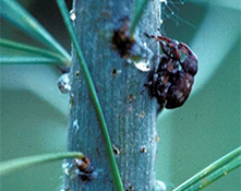 white pine weevil