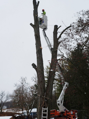 tree removal by four seasons tree care
